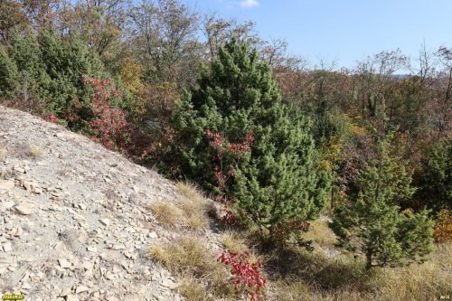 Перспективная ООПТ Камчатская скала